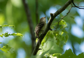 Least Flycatcher - Hulbert Bog, Michigan, USA