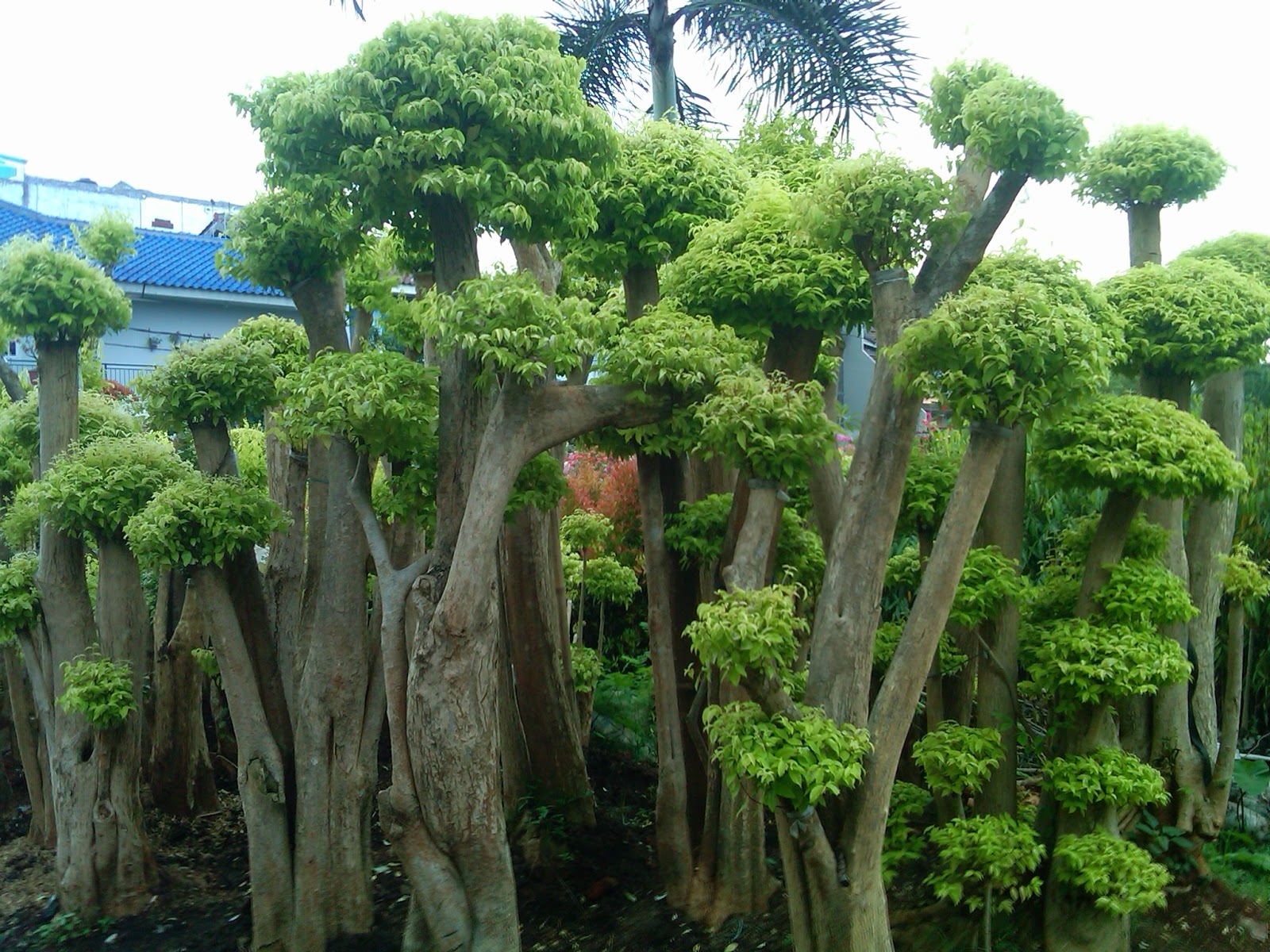 Macam Macam Tanaman Hias Bonsai Rumput Pohon Pelindung JUAL