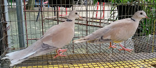 anak burung puter turunan pertama