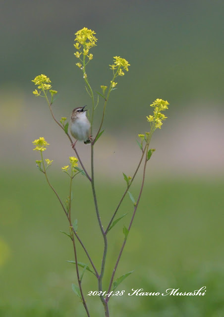 セッカが菜の花に止まってくれました