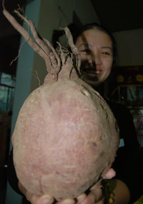 Củ khoai lang to nhất thế giới tại Đà Nẵng