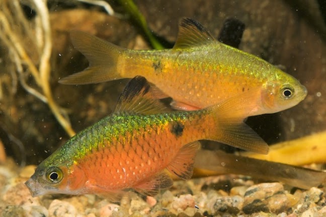 Jenis Ikan Hias Aquarium Air Tawar Cantik Rosy Barb