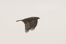 timbobagginsabroad, wildlife, birds, photography