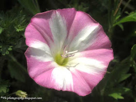 Field Bindweed