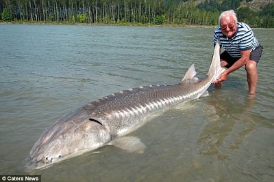 Ikan Hias Laut Lagka Dengnan Bentuk Yang Unik