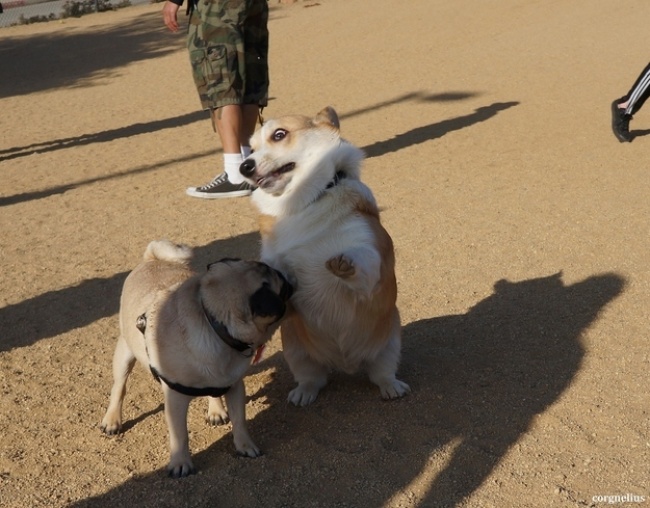 dogs that are shocked by what is happening