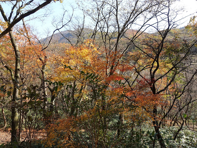 帰るみちすがら紅葉が綺麗です　鳥取県西伯郡大山町大山の大山環状道路