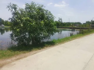 ที่ดิน ปทุมธานี 5 ไร่ มุมมองที่ 4 แสดงสภาพแวดล้อมรอบพื้นที่
