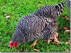 ---------Barred Plymouth Rock Hen
