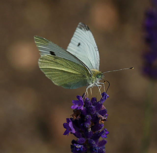 Kleine Kohlweißling, Pieris rapae