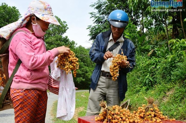Đặc sản Quảng Ngãi, Trái cây Quảng Ngãi, trái cây miền Trung, trái cây xứ Quảng, trái cây núi rừng, trái cây tự nhiên, trái cây độc lạ, trái ré, trái nẻ, dâu rừng, dâu rừng Trà Bồng, dâu rừng Tây Trà, dâu rừng Quảng Ngãi, mùa ré rừng