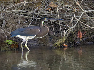 Agami Heron