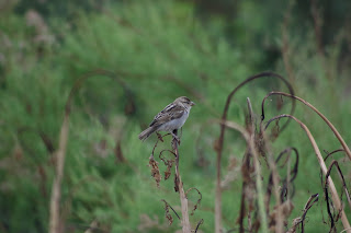 Female House Sparrow