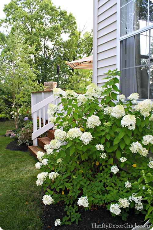 limelight hydrangea