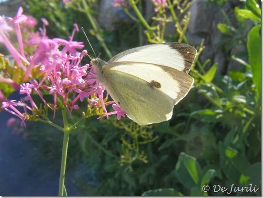 2013_11030137_pieris brassicae