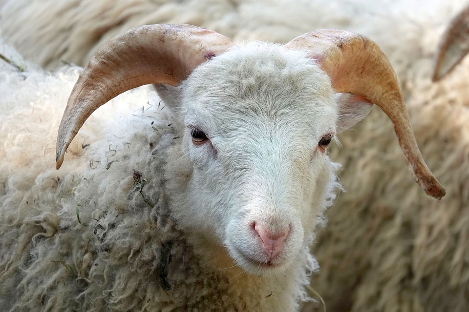 Anlamlı Ramazan Bayramı Kutlama Mesajları En Güzel Bayram Mesajları Haberleri Bayram Kutlama Mesajları Fotoğraf Galerisi, Fotoğrafları Bayram Mesajları, Tebrik Mesajları, Kutlama Mesajları En Güzel Bayramı Mesajları