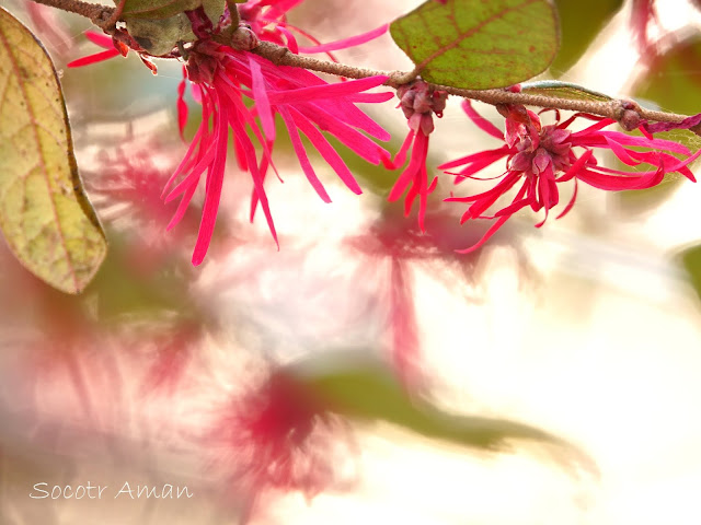 Loropetalum chinense