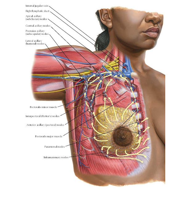 Lymphatic Drainage of Breast Anatomy