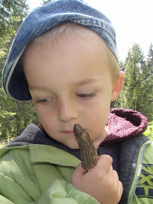 Smardz stożkowaty, Morchella conica, smardzowanie, Orawa, Słowacja