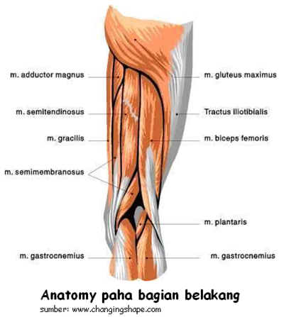gambar anatomy paha manusia bagian belakang