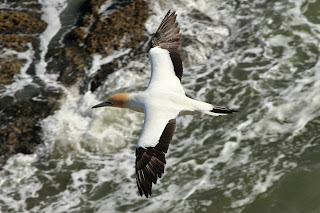 Gannet Muriwai 6