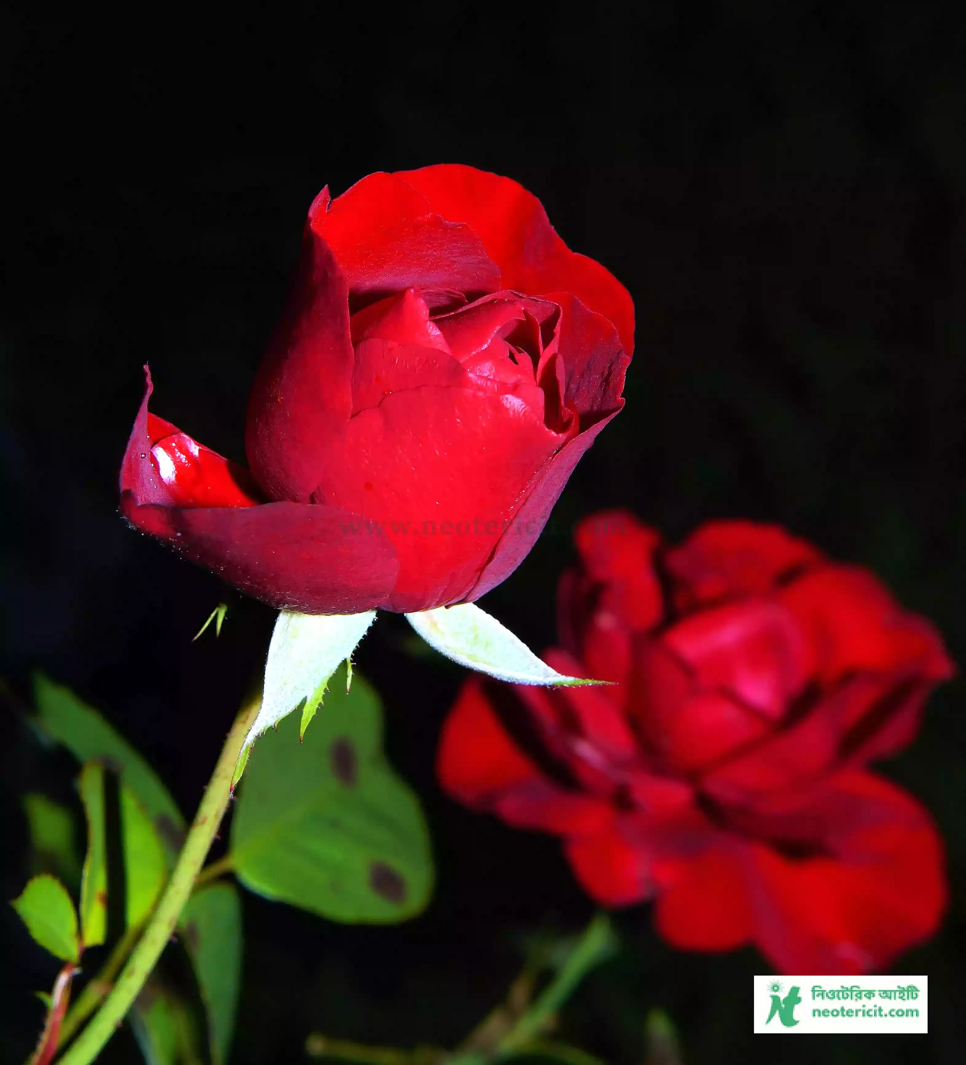 Red Rose Flower Images - Flower Images - Flower Pic 2023 Images - Flower Pictures Download - Various Flower Images - fuller chobi - NeotericIT.com - Image no 16