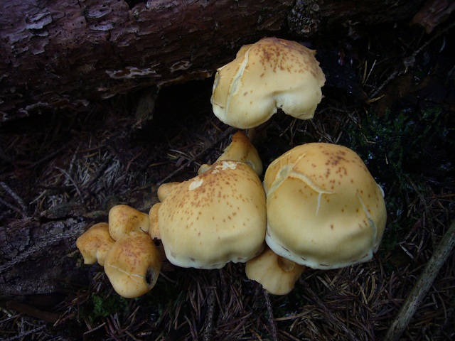 Hypholoma fasciculare