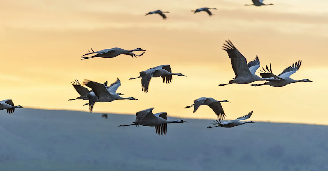 The adaptations of birds to different environments | Avian Adaptations: How Birds Thrive in Diverse Environments