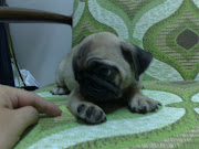 Parent Imported Tiny Pug Puppy With MKA .