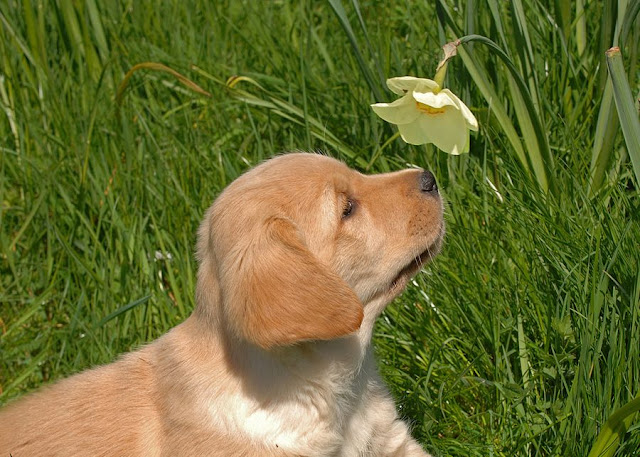 3. Shall I eat or smell the flower by Ronald Coulter