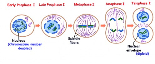 Biology Exams 4 U What Is Meiosis Stages Of Meiosis I And Ii