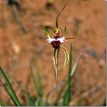 Grampians - green combed spider orchid