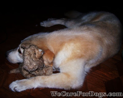 Mhershey and her first toy - a stuffed golden retriever puppy