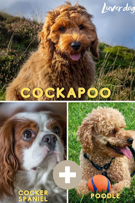 Cockapoo