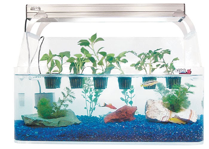 cool been: Design and Build Your Own Aquaponics System