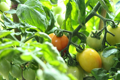 Growing Tomatoes:From Planting to Harvest