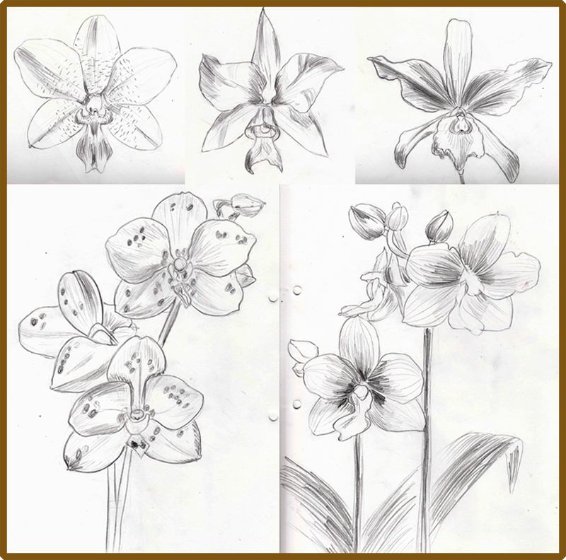Weekly : Doodles and tuts: How to draw an Orchid flower - method 1