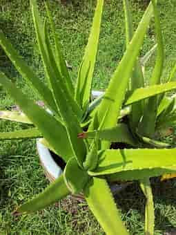 aloe-vera-health-benefits-side-effects