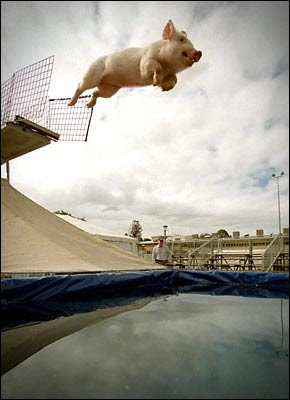 Pig can Fly