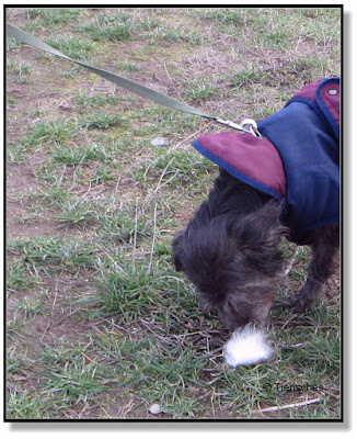 Nasenarbeit für den Hund