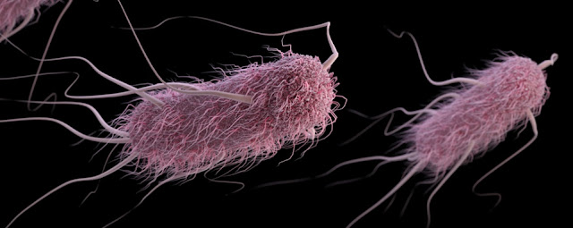 Celula bacteriana y biologia molecular