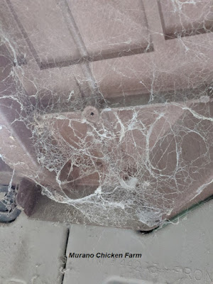 Spider webs inside chicken coop