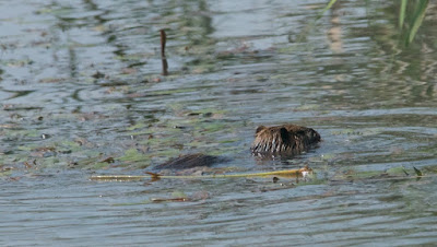 Nutria (Myocastor coypus