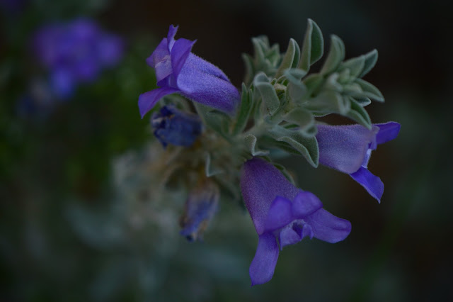 garden bloggers bloom day, summer, desert garden, small sunny garden, amy myers,