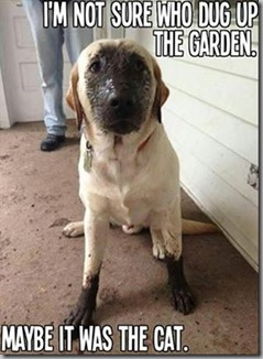 dug in the garden