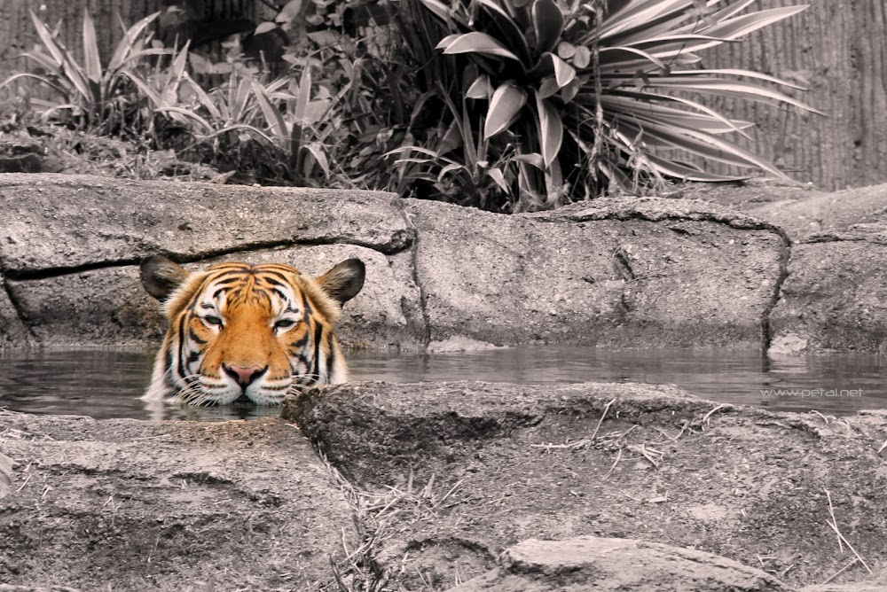 Harimau Belang