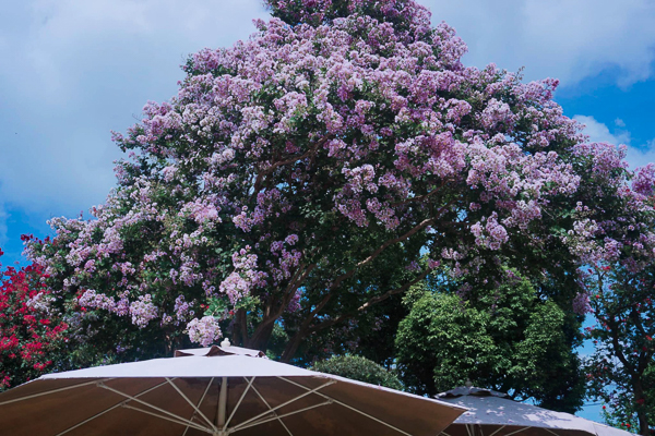 台灣銘園庭園美術館紫薇花季，全台最大紫薇花園，古樹奇石庭園