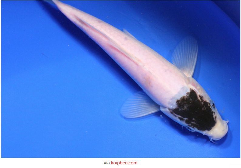 Jenis-Jenis Ikan Koi Tancho Goromo