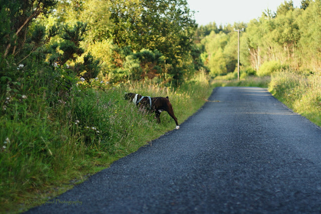 dog by the side of the road