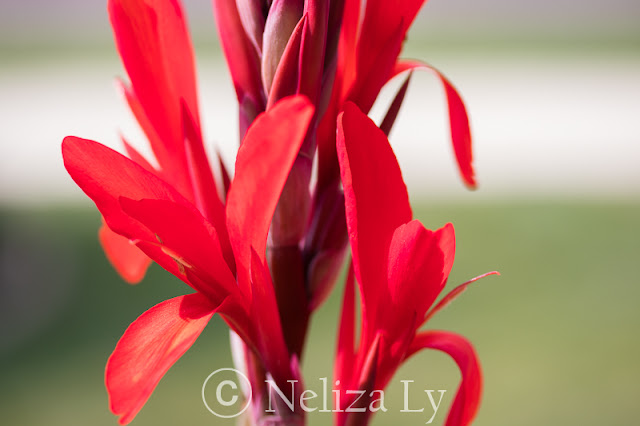 canna lily